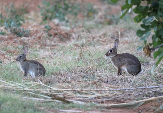 Lapin de garenne 4 1Q2A7254