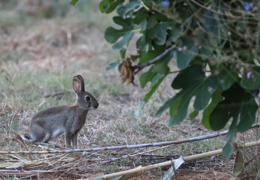 Lapin de garenne 5 1Q2A7268