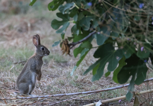 Lapin de garenne 6 1Q2A7277