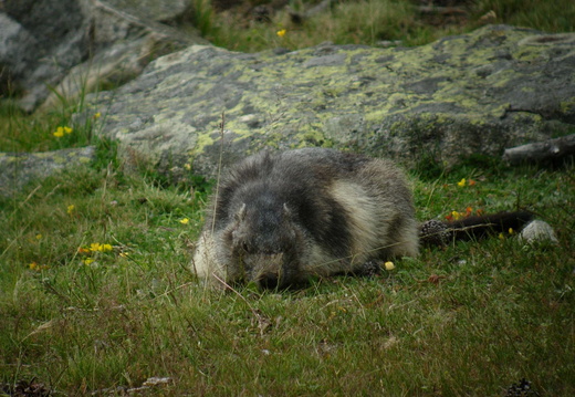 Marmotte 3