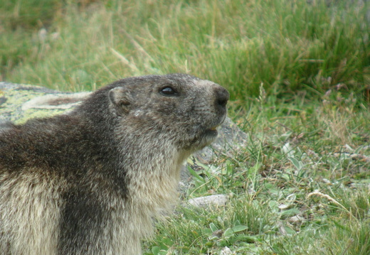 Marmotte 4