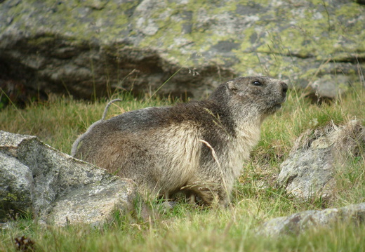 Marmotte 5