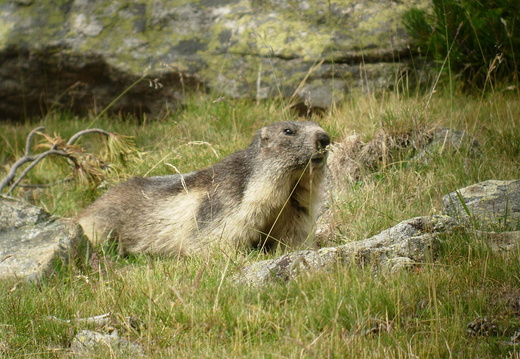 Marmotte 6
