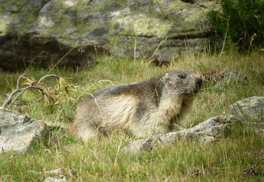 Marmotte 7