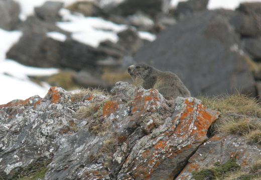 Marmotte 9