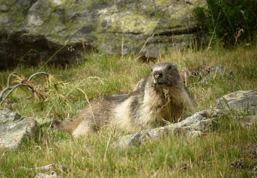 Marmotte 8