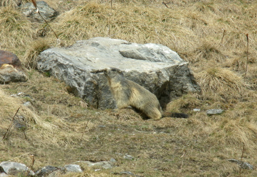 Marmotte 10