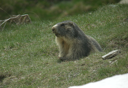 Marmotte 11