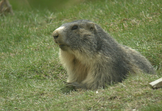 Marmotte 12