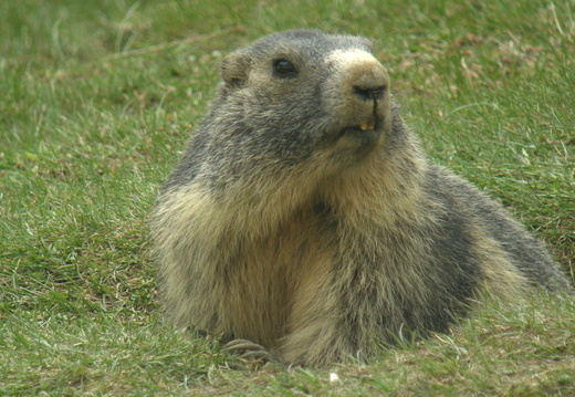 Marmotte 13