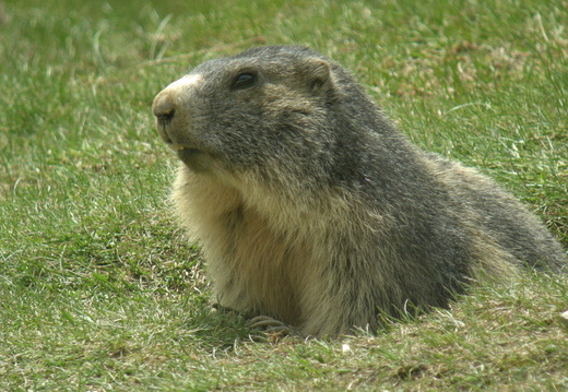 Marmotte 14