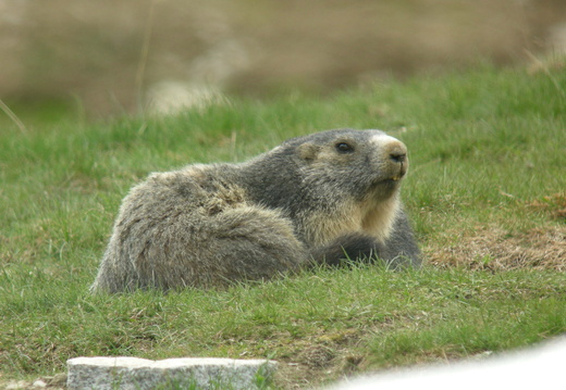 Marmotte 15