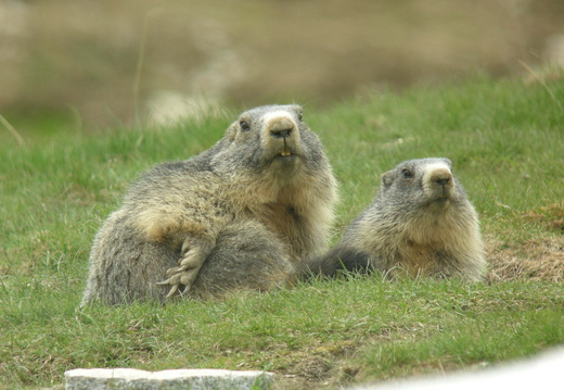 Marmotte 16