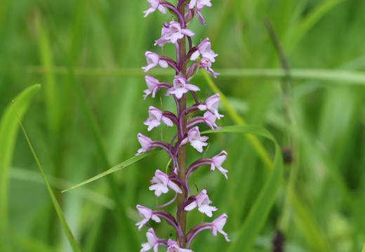 Gymnadenia conopsea