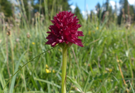 Gymnadenia rhellicani