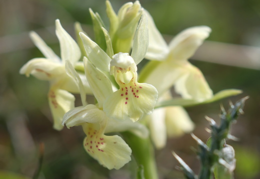 Orchidées