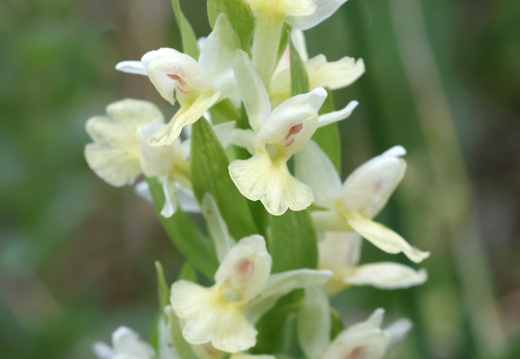 Dactylorhiza insularis