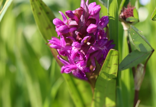 Dactylorhiza