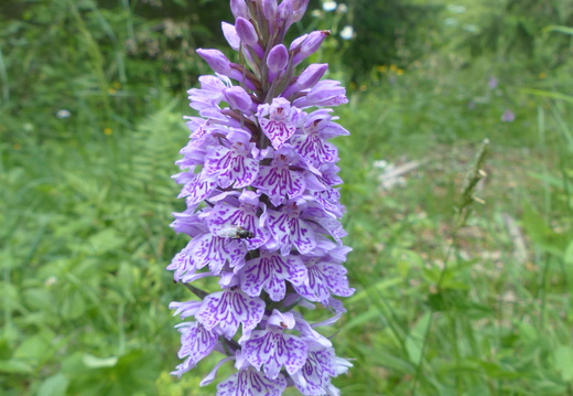 Dactylorhiza maculata