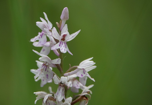 Dactylorhiza fuchsii