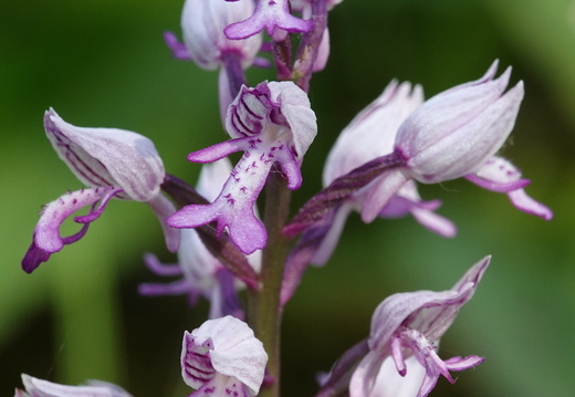 Orchis militaris