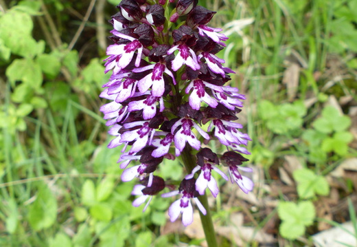 Orchis purpurea 003