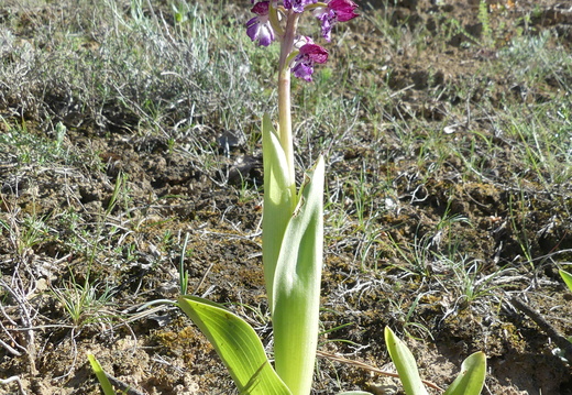 Orchis purpurea 006 P1140269