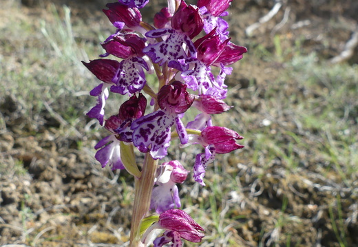 Orchis purpurea 007 P1140270