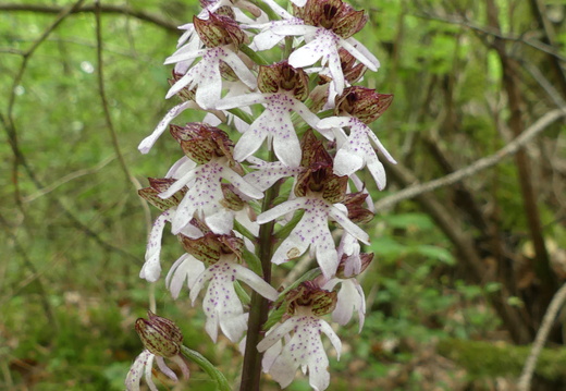 Orchis purpurea 008 P1210484