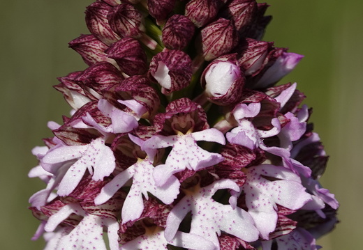 Orchis purpurea 009 DSC05946