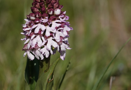 Orchis purpurea 010 DSC05950