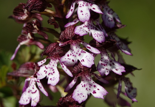 Orchis purpurea 011 DSC05987