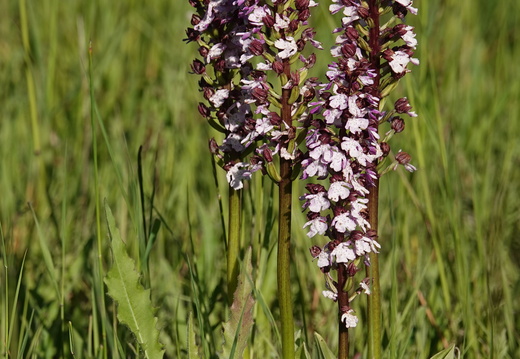 Orchis purpurea 012 DSC09199