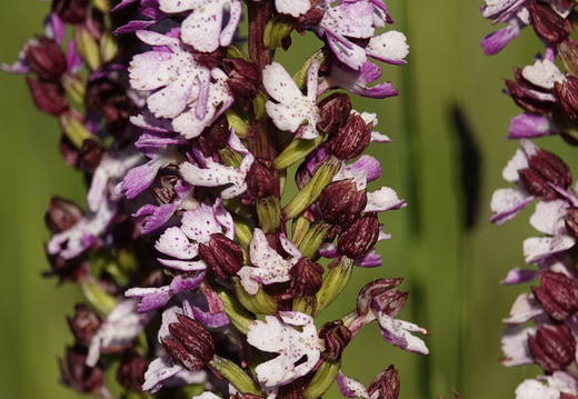 Orchis purpurea 013 DSC09201