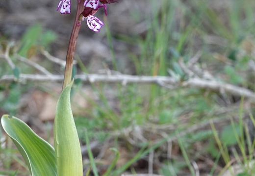 Orchis purpurea 014 DSC01895