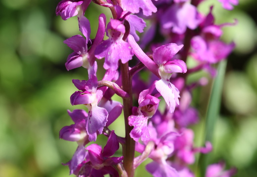 Orchis mascula
