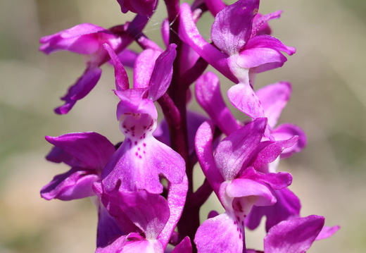 Orchis olbiensis