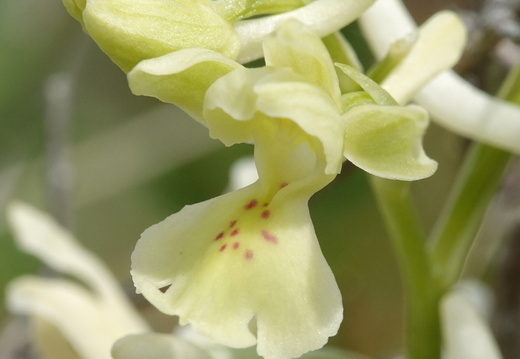 Orchis provincialis