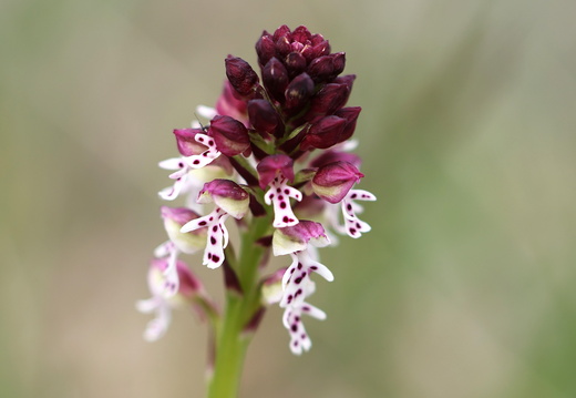 Neotinea ustulata