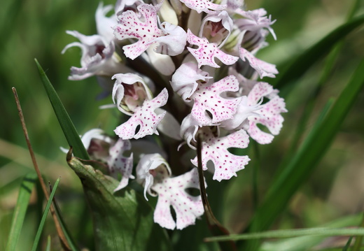 Neotinea conica