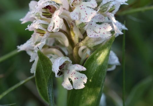Neotinea lactea