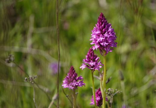Anacamptis pyramidalis