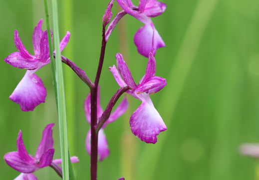 Anacamptis laxiflora