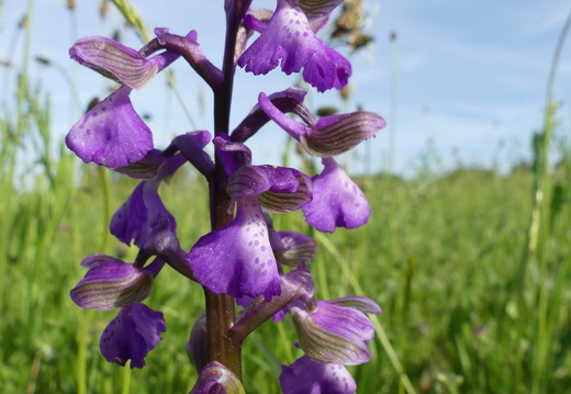 Anacamptis morio