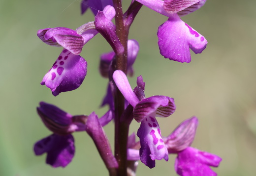 Anacamtis picta