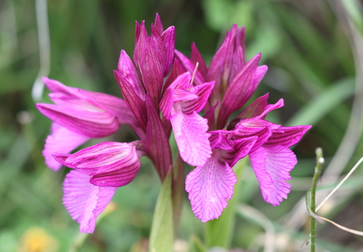 Anacamtis papilionacea