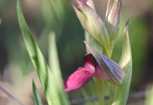 Serapias lingua