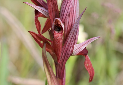 Serapias