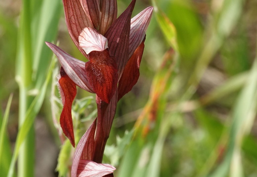 Serapias vomeracea 006 DSC04807