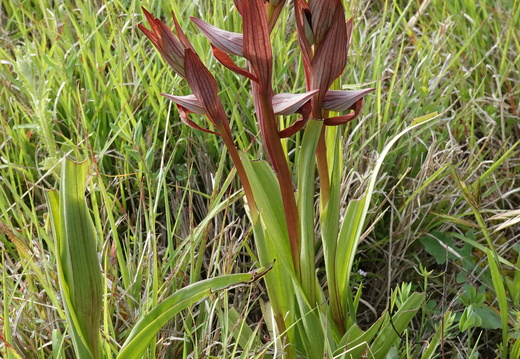 Serapias vomeracea 007 DSC04813